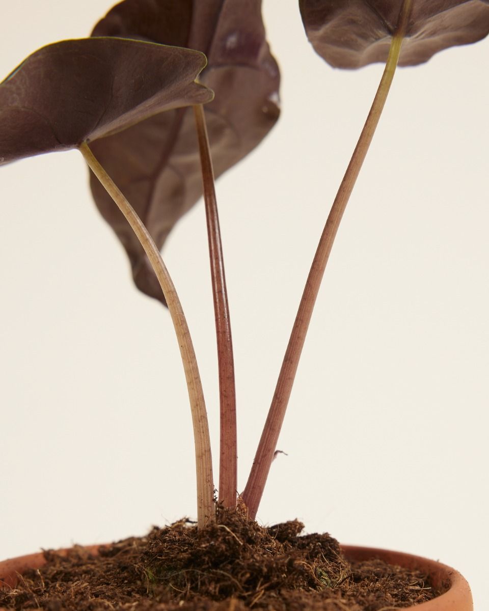 Baby Alocasia Orecchie di Elefante Chantrieri