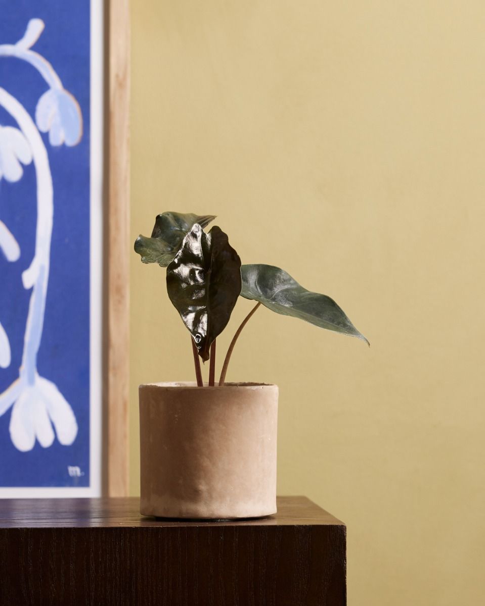Baby Alocasia Orecchie di Elefante Chantrieri