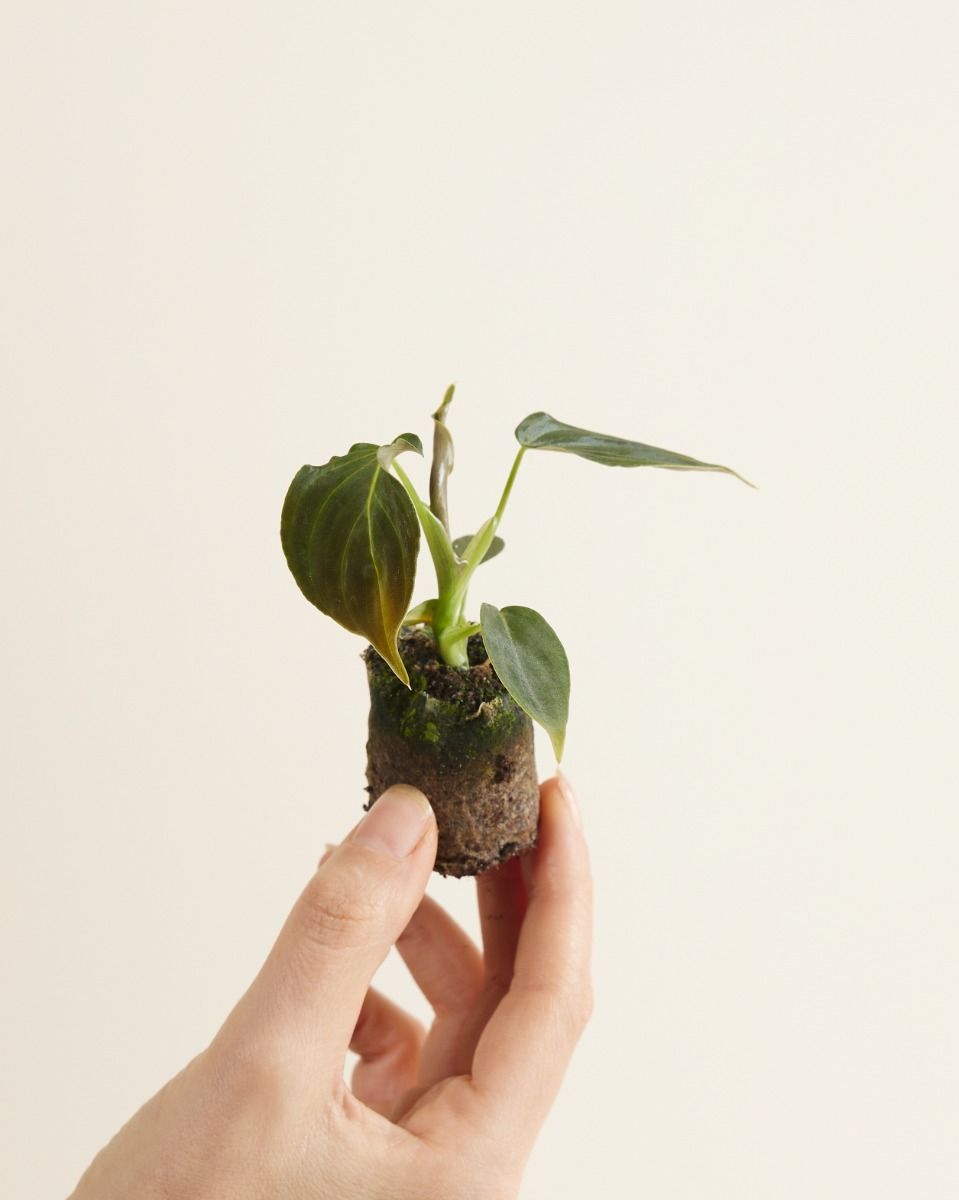 Bébé Philodendron Glorious