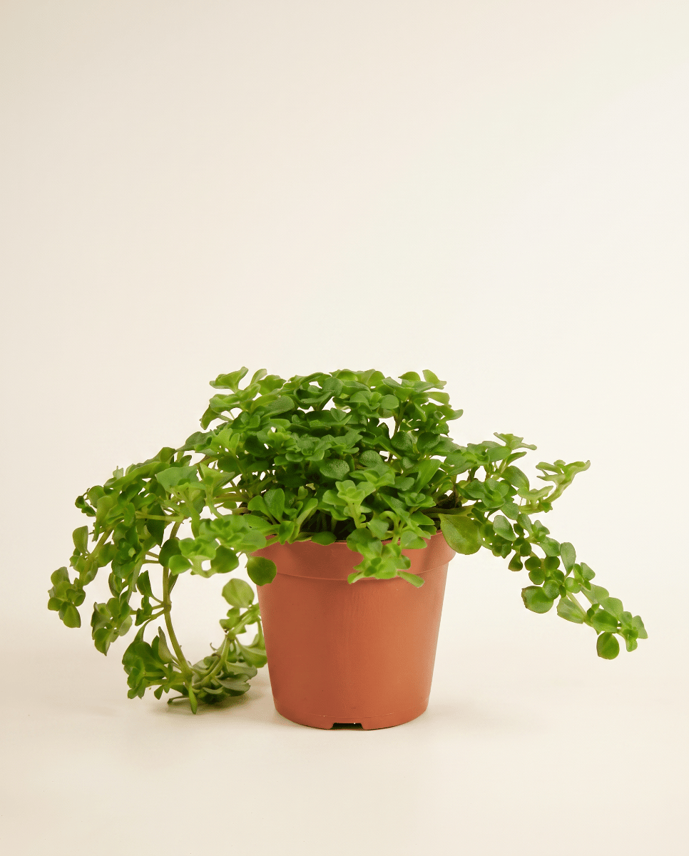 Baby Pilea Pannenkoekenplant Depressa