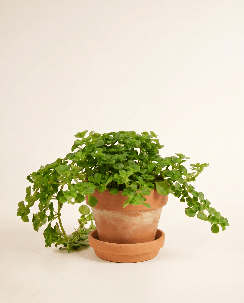 Baby Pilea Pfannkuchenpflanze Depressa