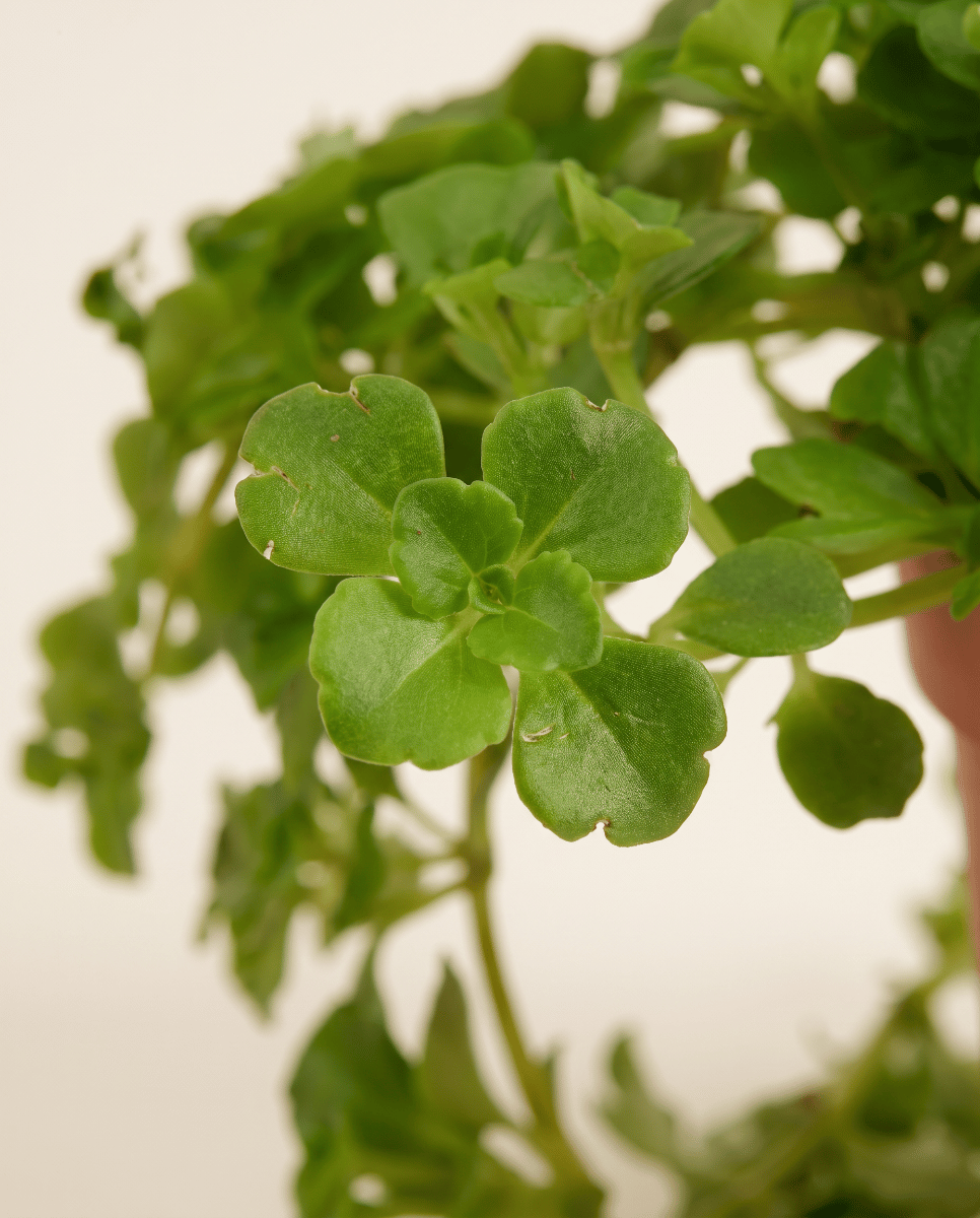 Baby Pilea Pfannkuchenpflanze Depressa