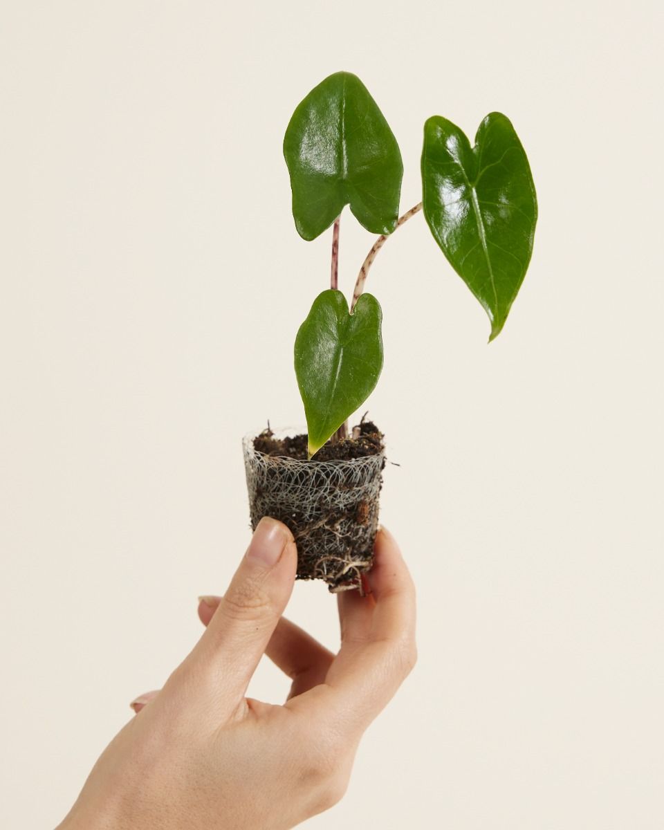 Bébé Alocasia Oreille d'éléphant Zebrina