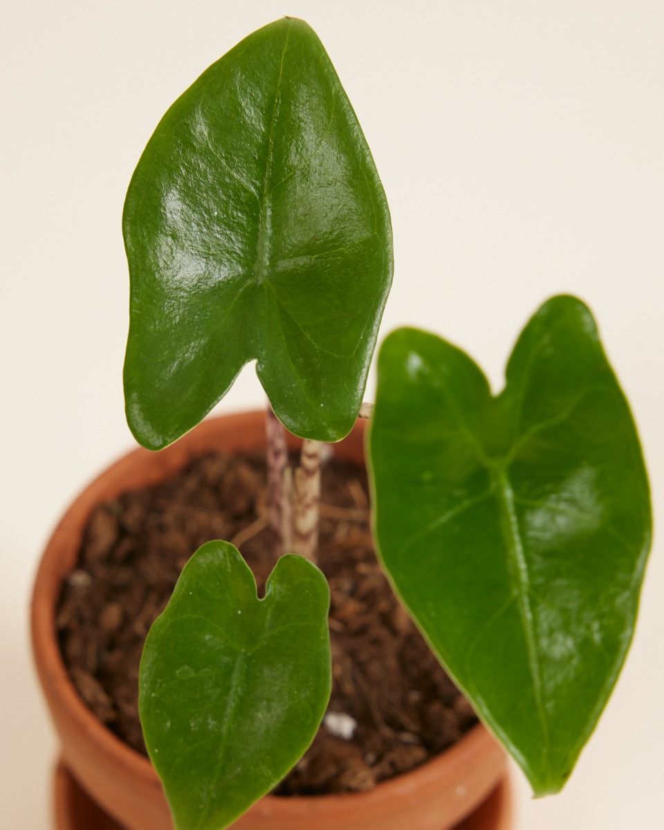 Baby Alocasia Orecchie di Elefante Zebrina