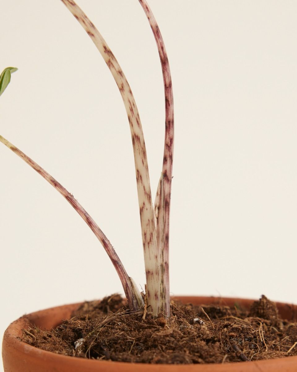 Baby Alocasia Orecchie di Elefante Zebrina