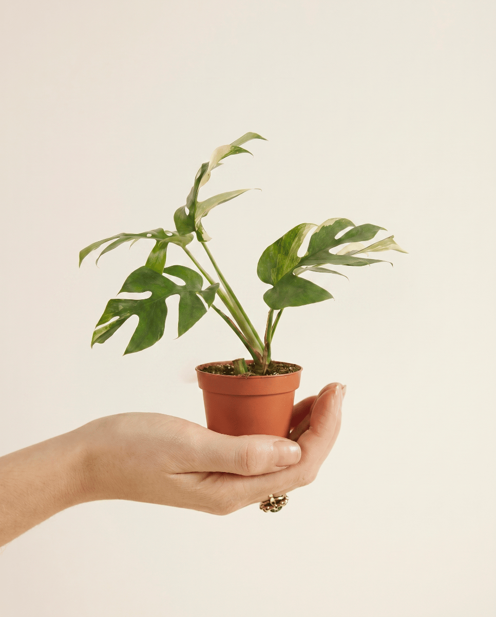 Baby Rhaphidophora Tetrasperma Monstera Minima