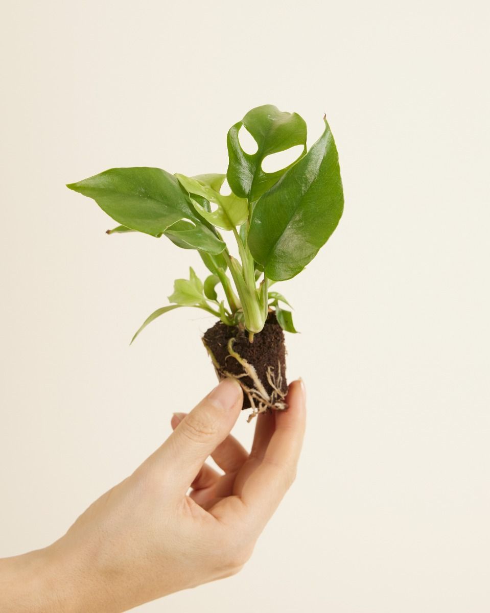 Baby Rhaphidophora Tetrasperma Mini Monstera