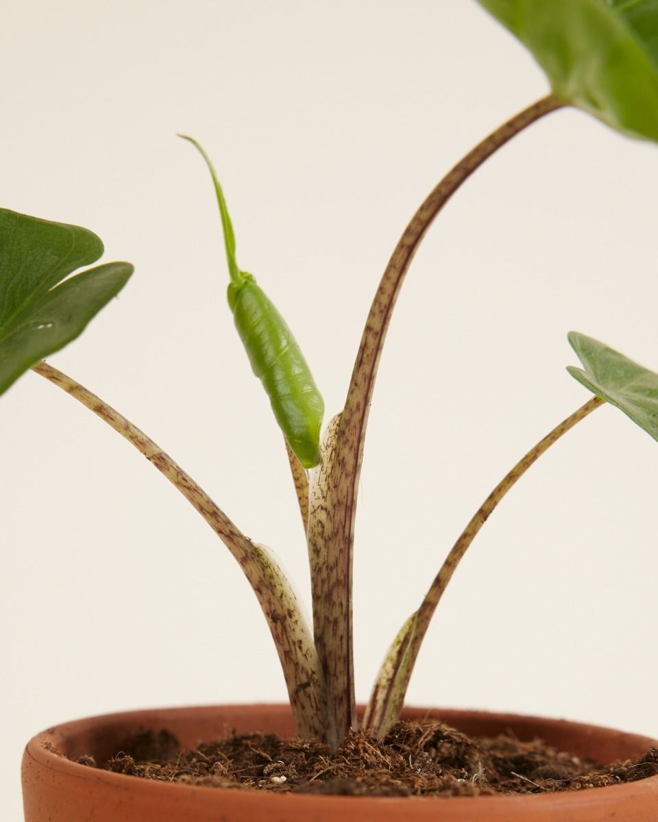 Baby Alocasia Orecchie di Elefante Stingray