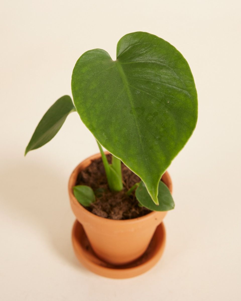 Baby Monstera Deliciosa Fensterblatt Fensterblatt