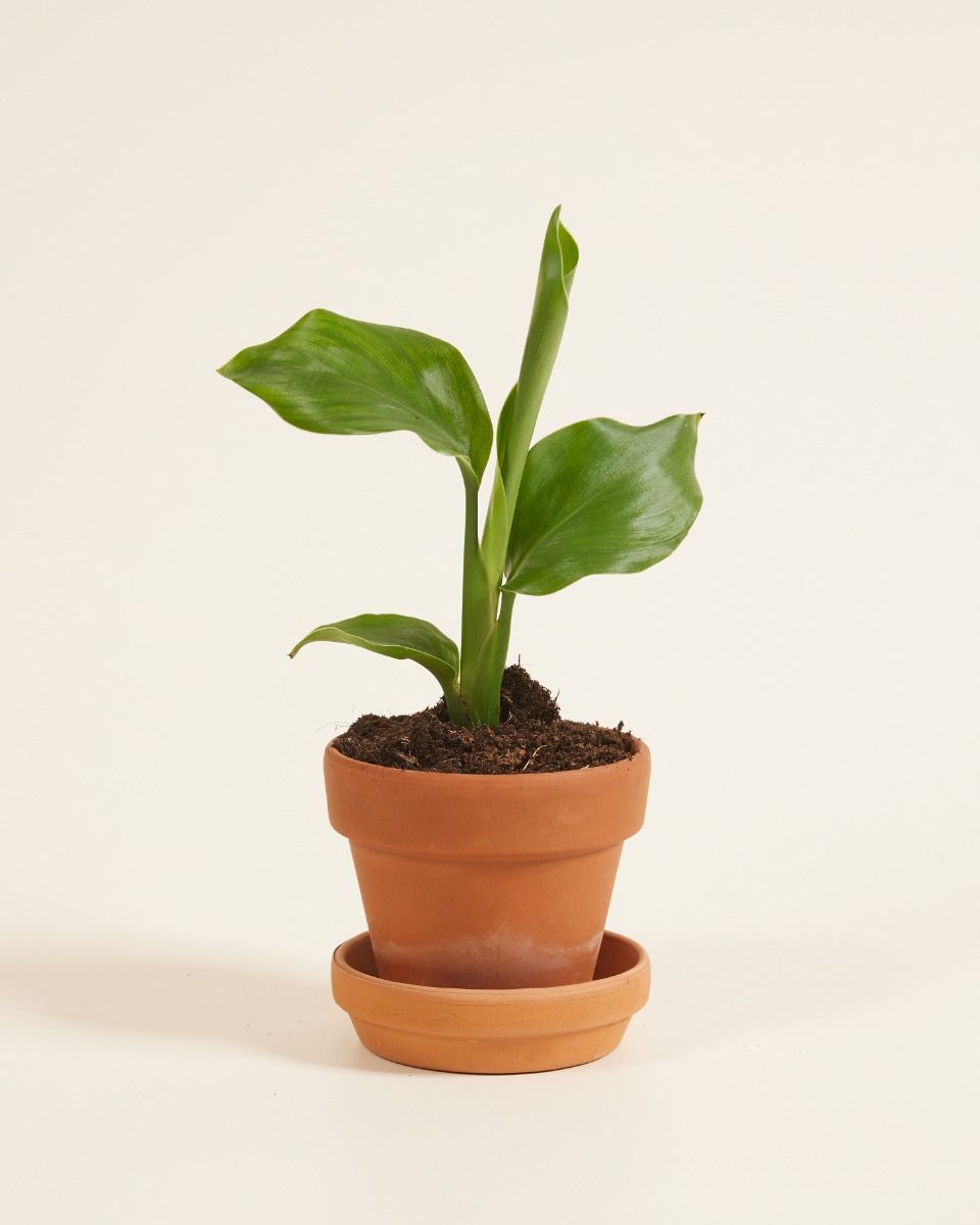 Baby Strelitzia Nicolai Bird of Paradise
