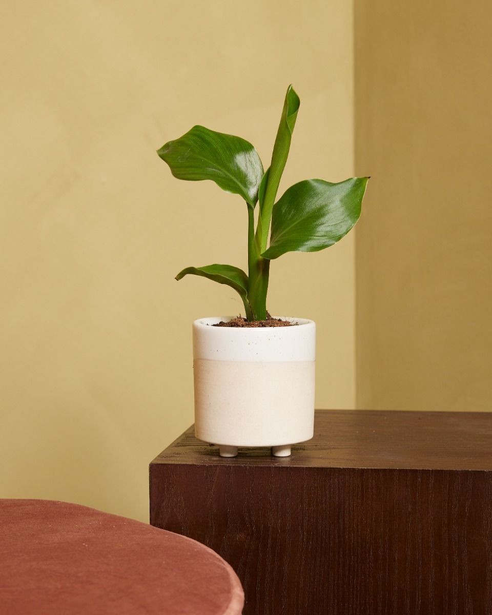 Baby Strelitzia Nicolai Bird of Paradise