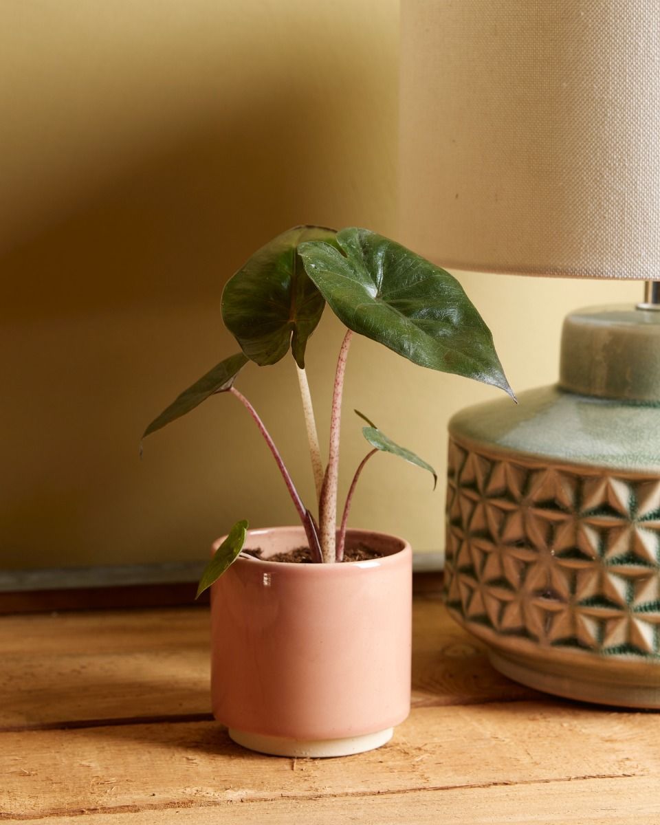 Baby Alocasia Elefantenohr Yucatan Princess