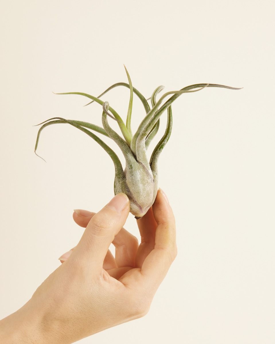 Bébé Tillandsia Air plant Caput Medusae (no shell)