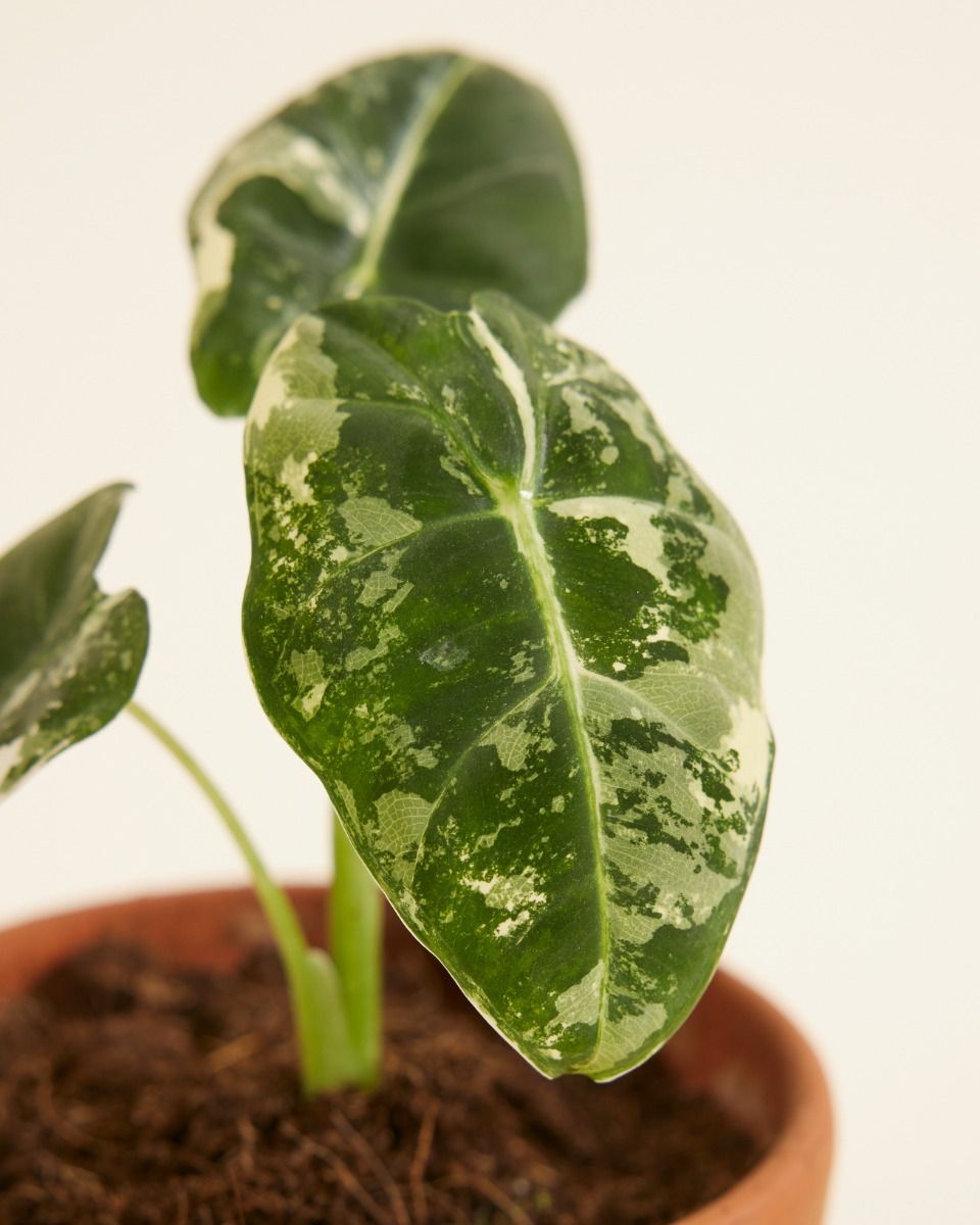 Baby Alocasia Olifantsoor Frydek Variegata