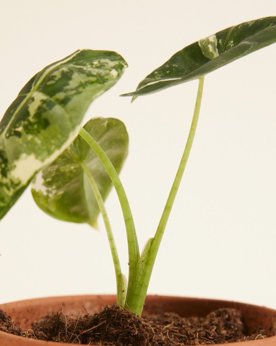 Baby Alocasia Olifantsoor Frydek Variegata