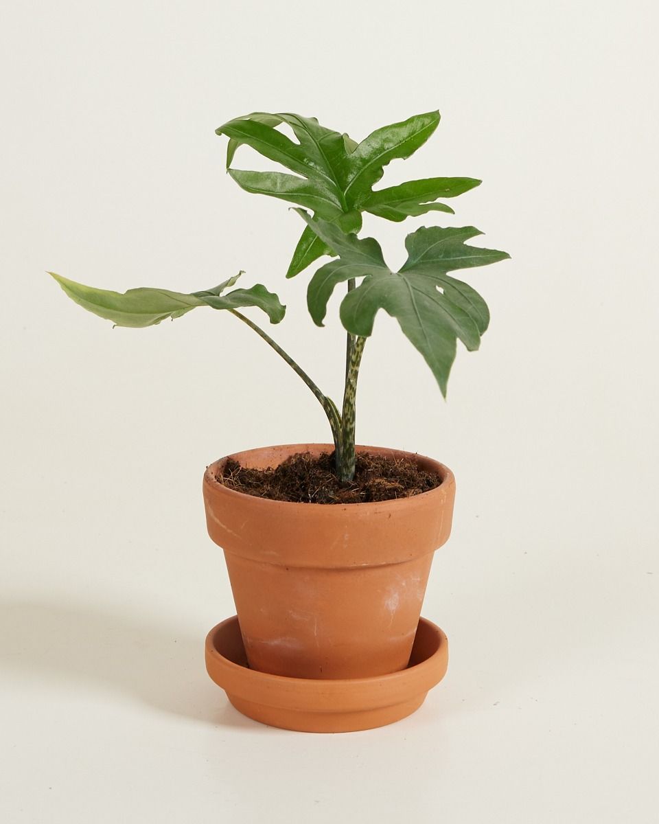 Baby Alocasia Olifantsoor Brancifolia Pink Passion