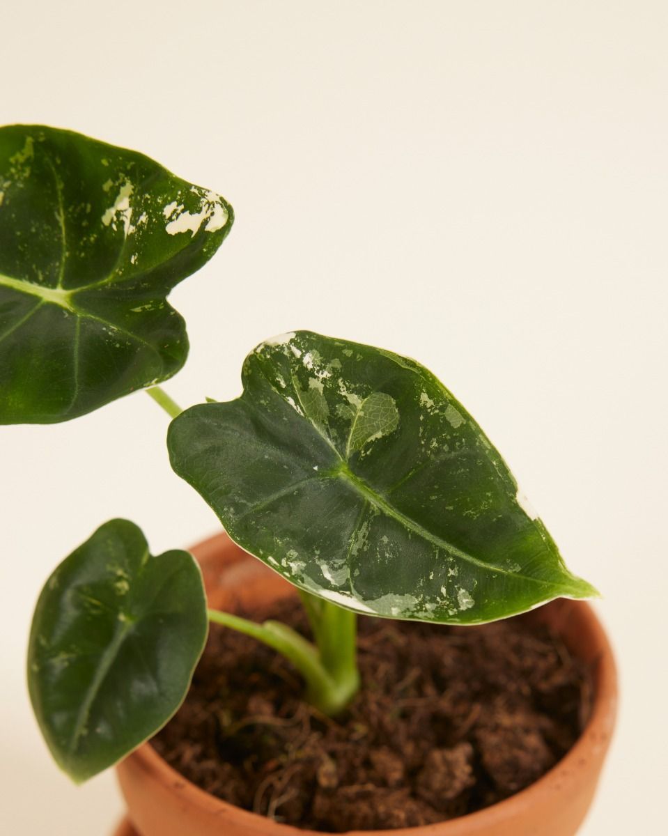 Baby Alocasia Orecchie di Elefante Frydek Variegata (B-grade)