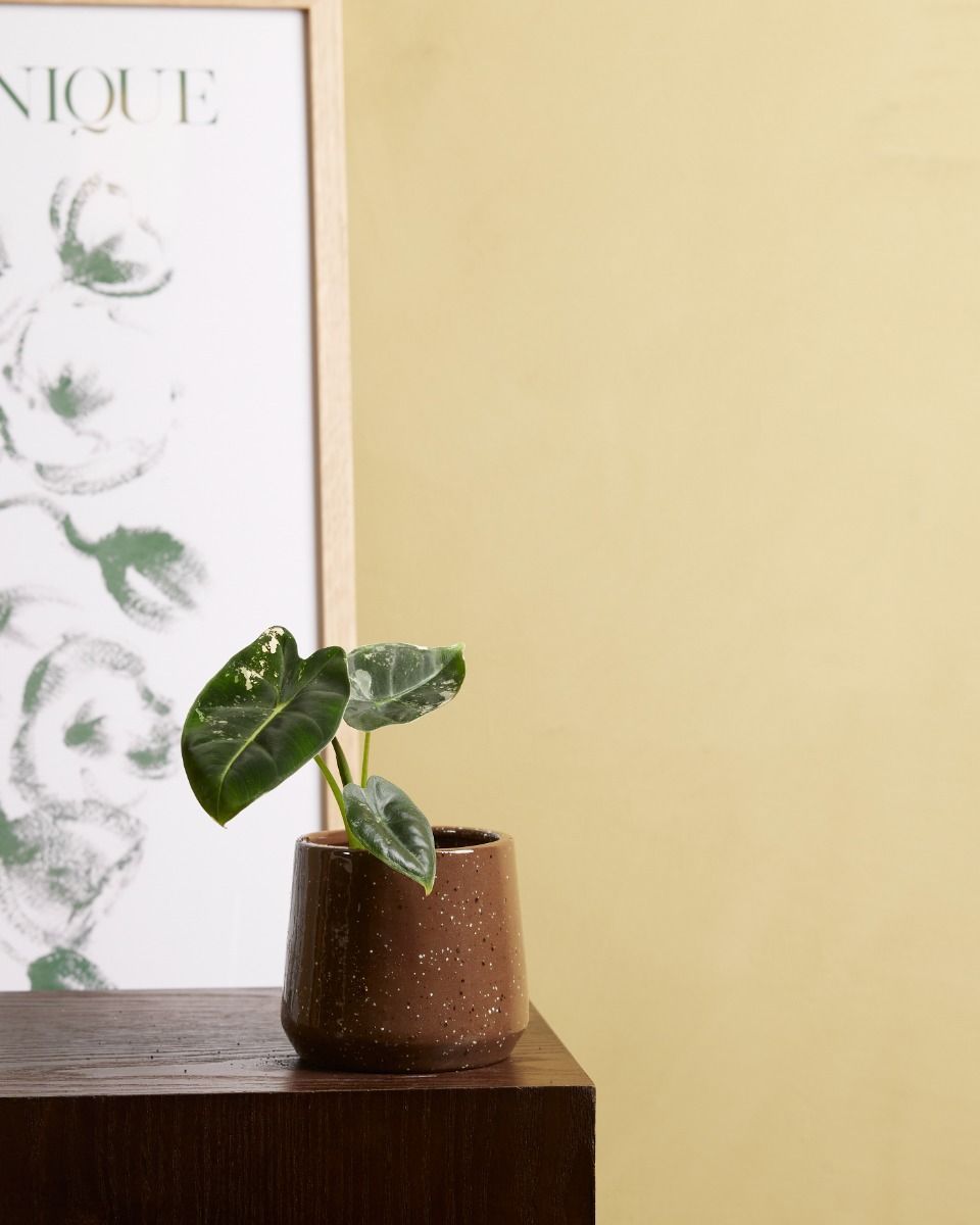 Baby Alocasia Orecchie di Elefante Frydek Variegata (B-grade)