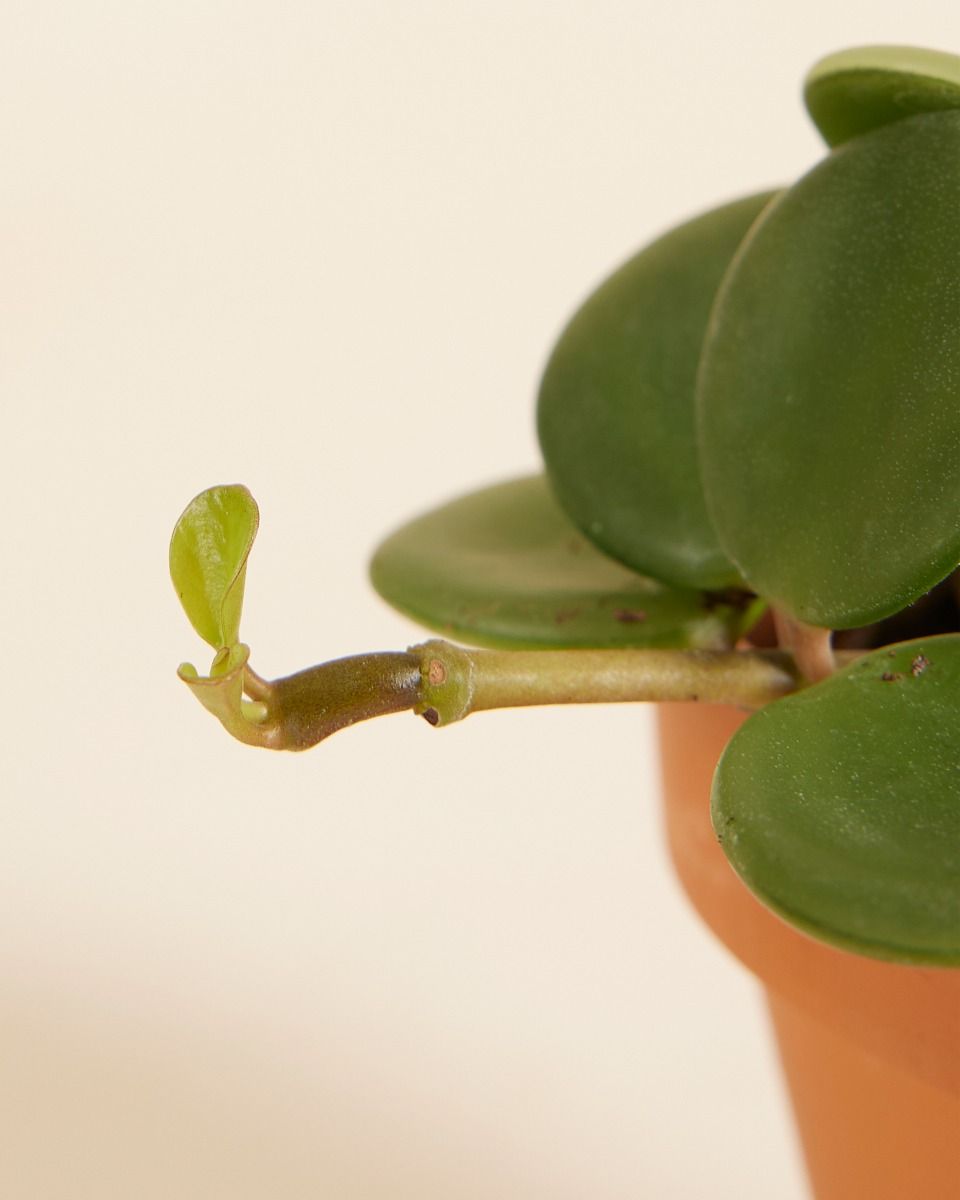 Bébé Peperomia Larmes de crocodile Hope