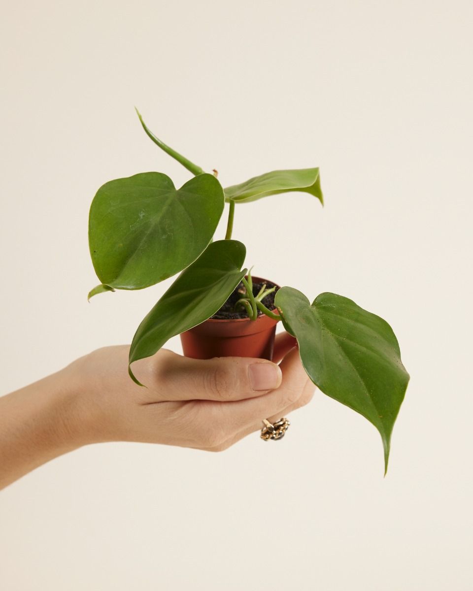 Bebé Philodendron Scandens
