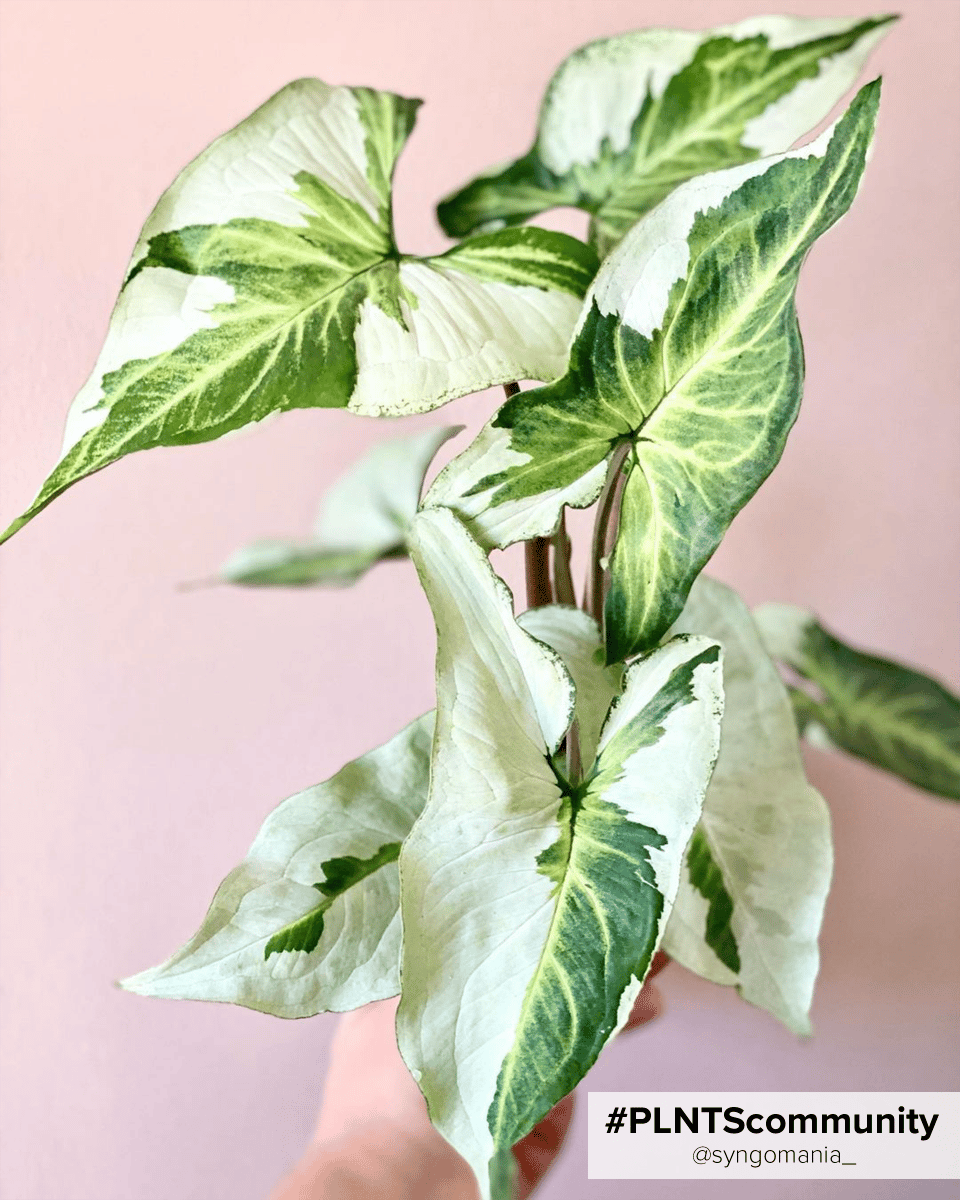 Baby Syngonium Arrowhead White Butterfly