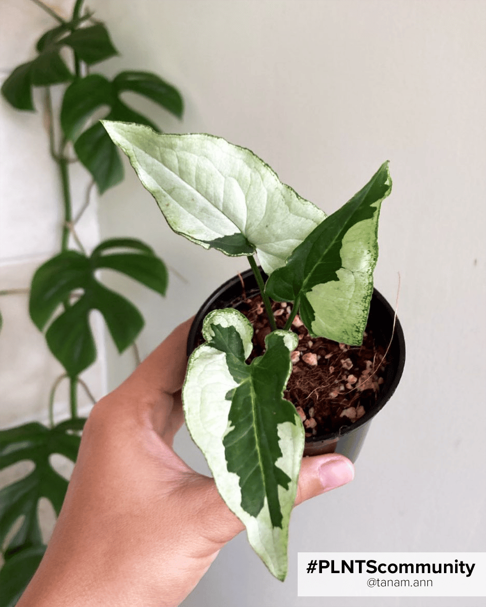 Baby Syngonium Arrowhead White Butterfly