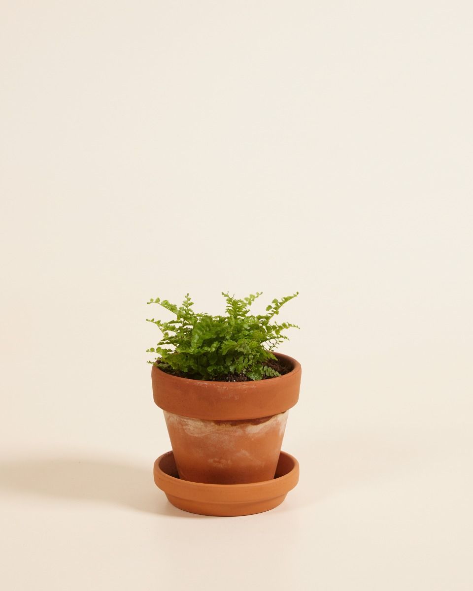 Baby Nephrolepis Felce di Boston Green Fantasy