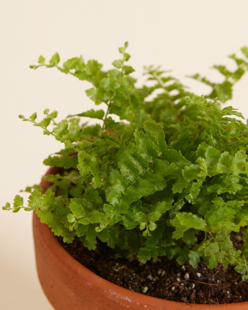 Baby Nephrolepis Felce di Boston Green Fantasy