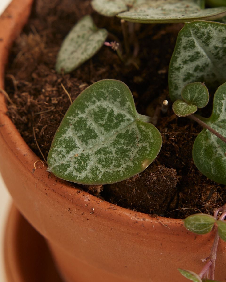 Baby Ceropegia Woodii Lantern Flower String of Hearts
