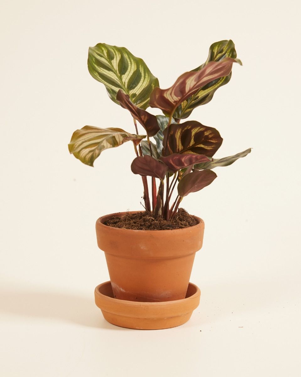 Baby Calathea Peacock plant Makoyana