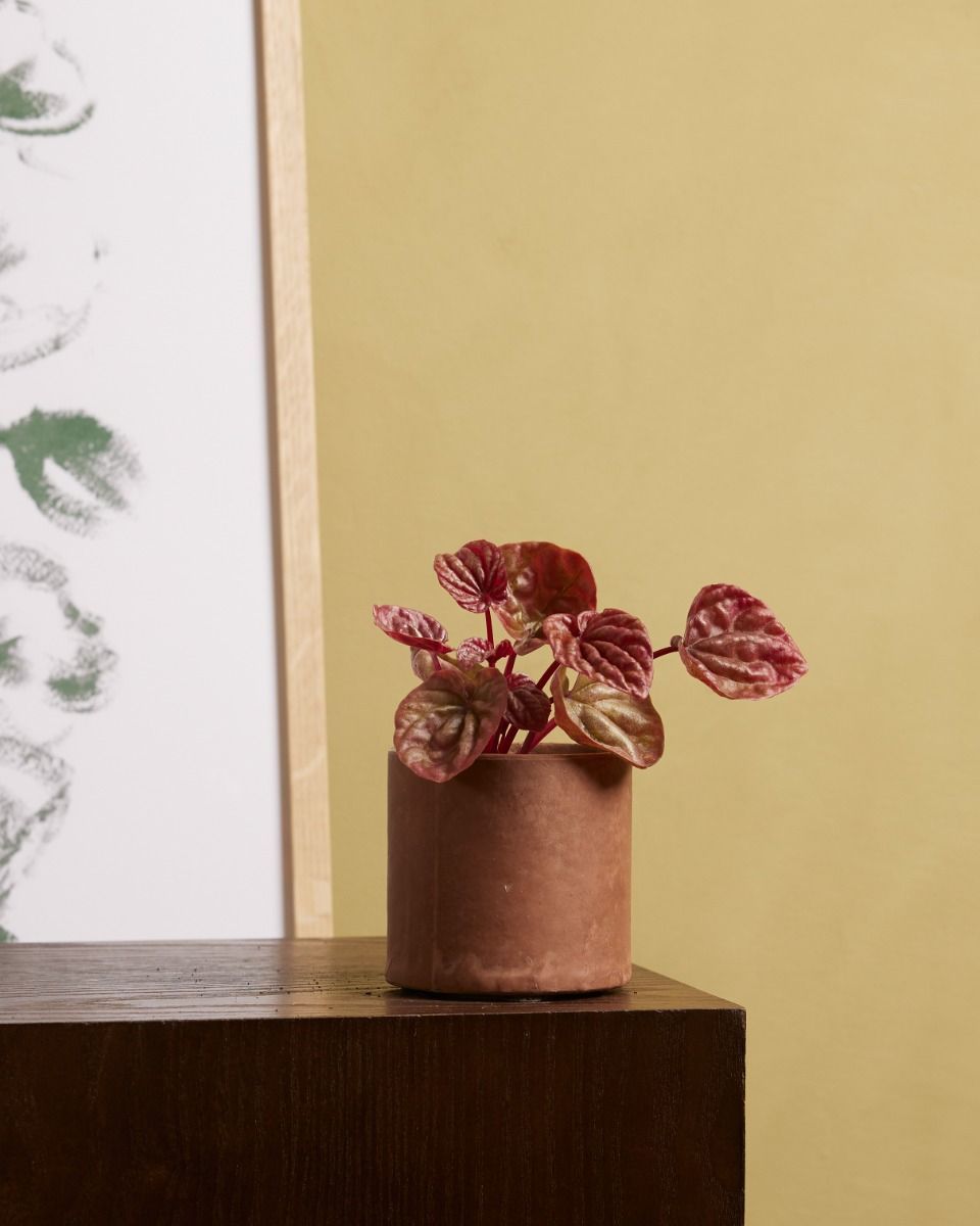 Baby Peperomia Krokodillentranen Quito