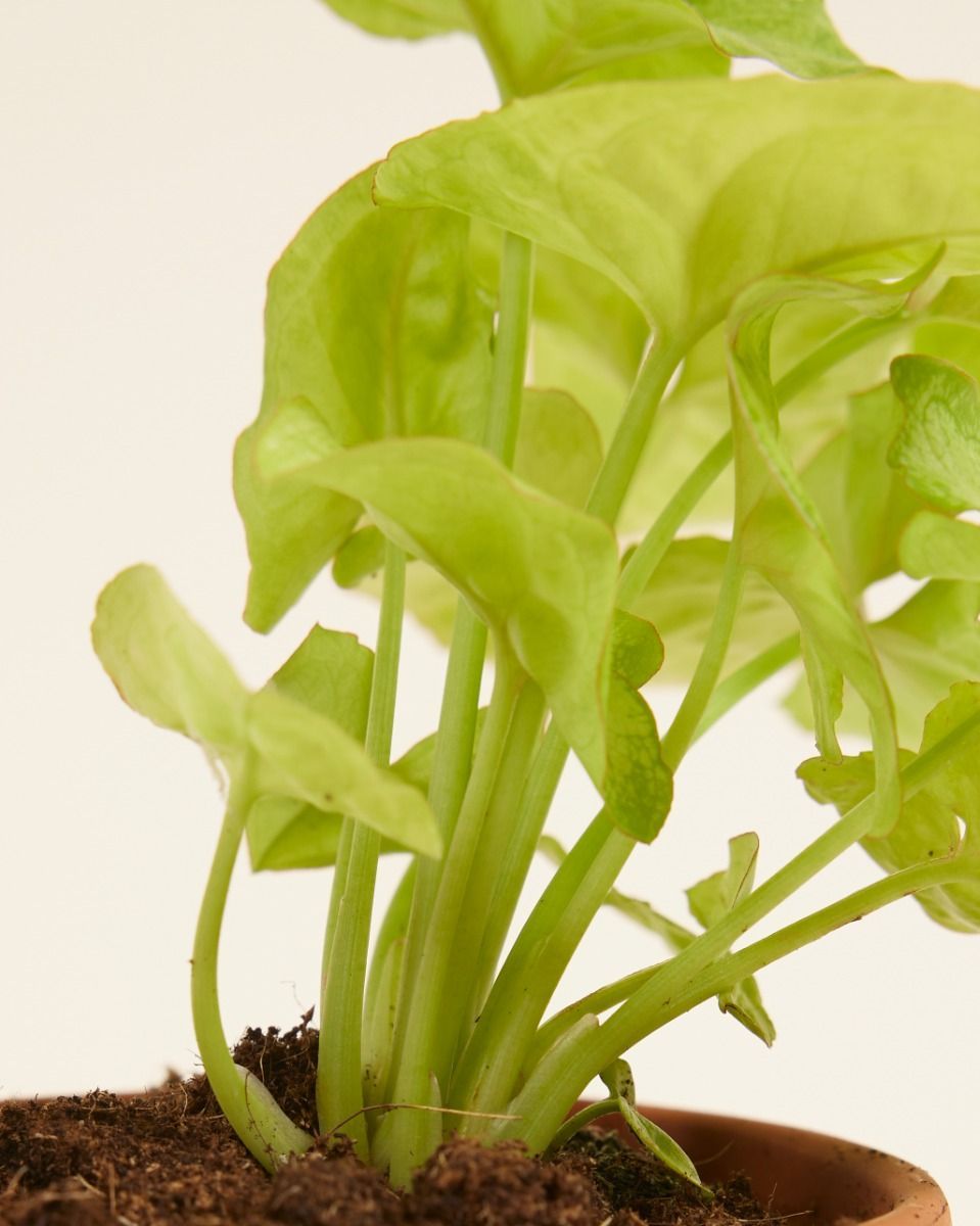 Baby Syngonium Arrowhead Golden Allusion