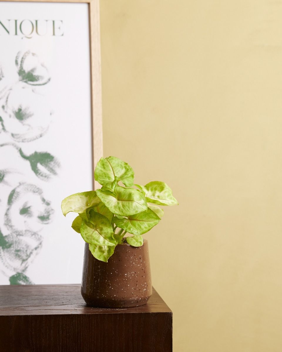 Baby Syngonium Arrowhead Golden Allusion