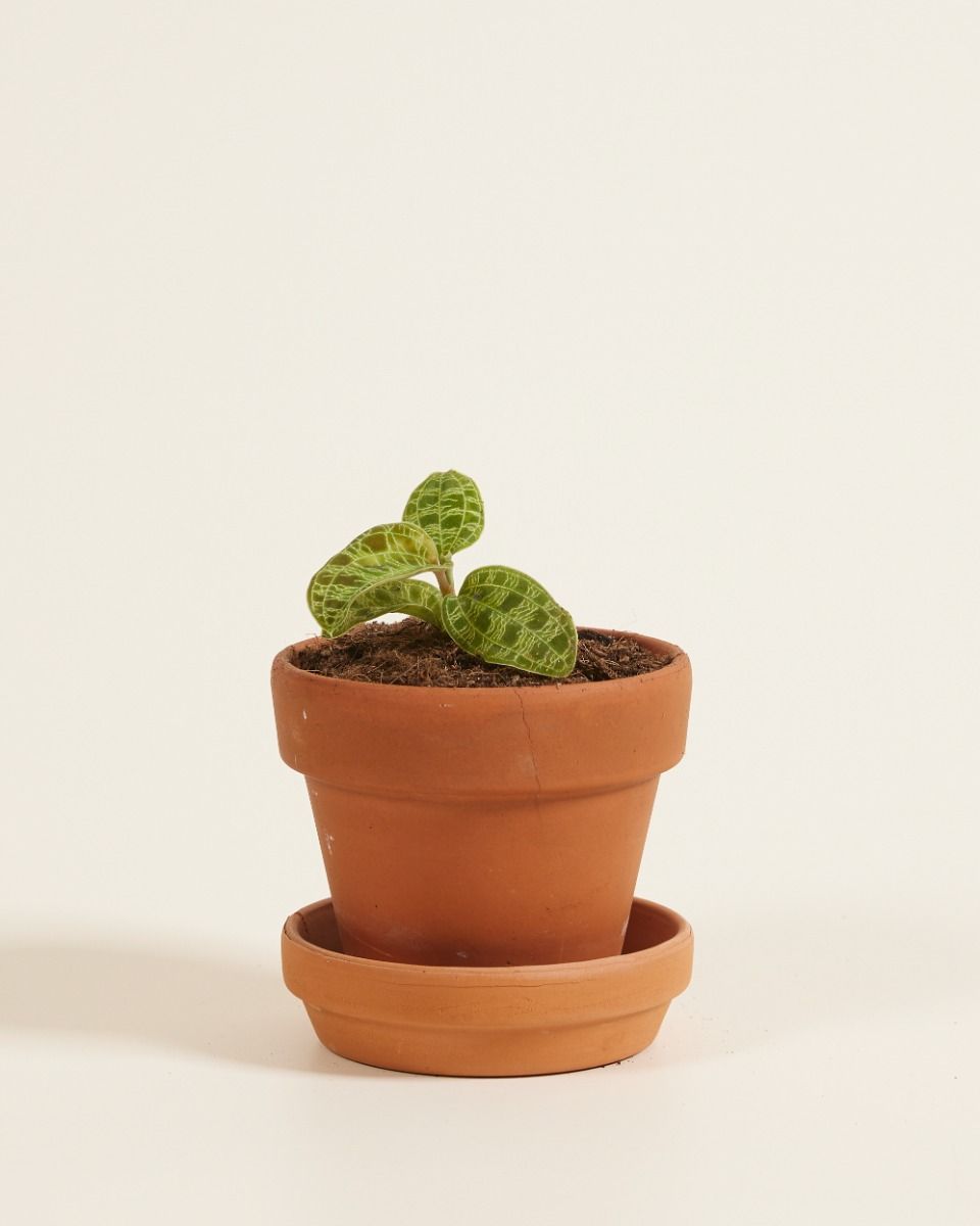 Baby Jewel Orchid Macodes Petola