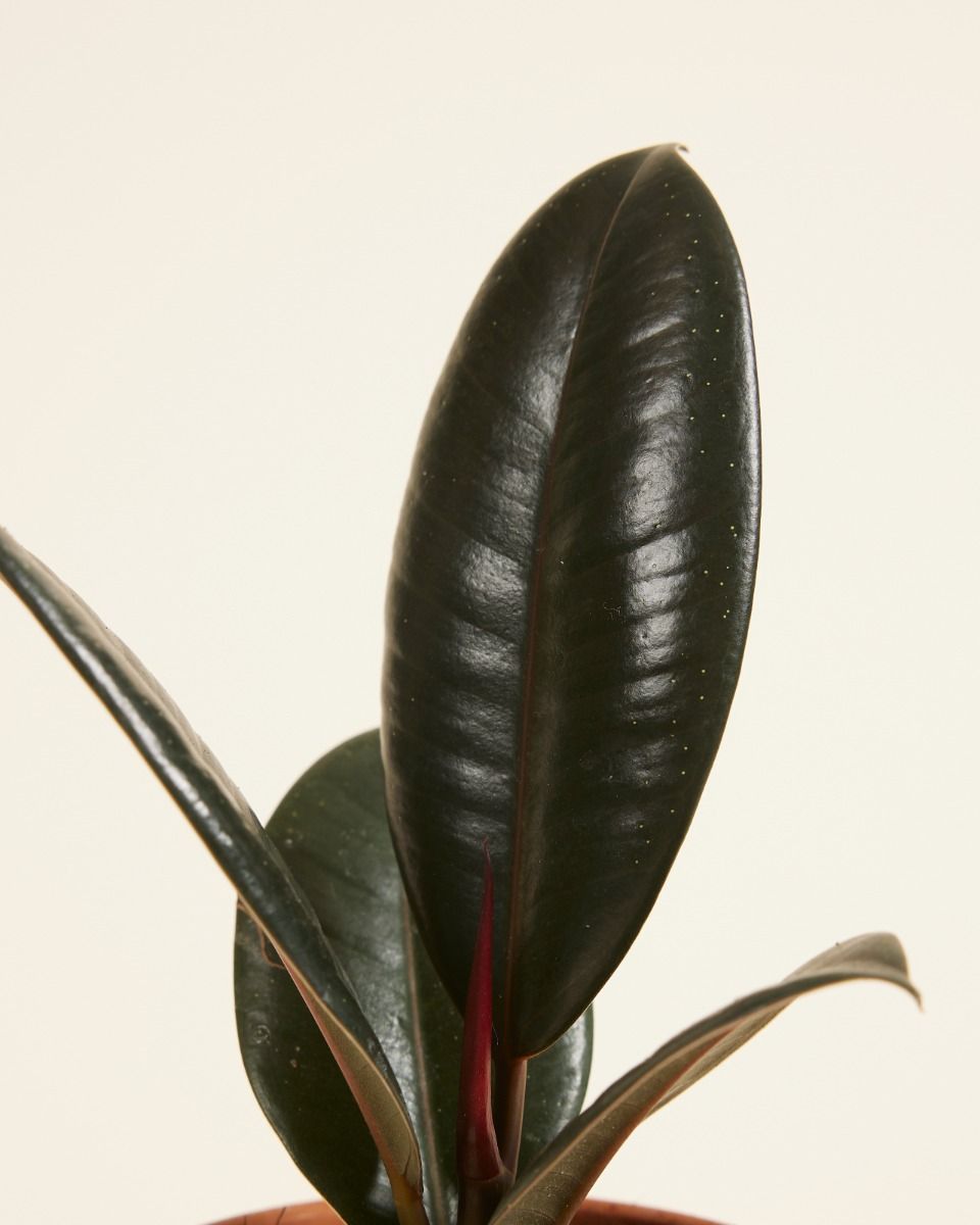 Baby Ficus Rubber tree plant Elastica Robusta