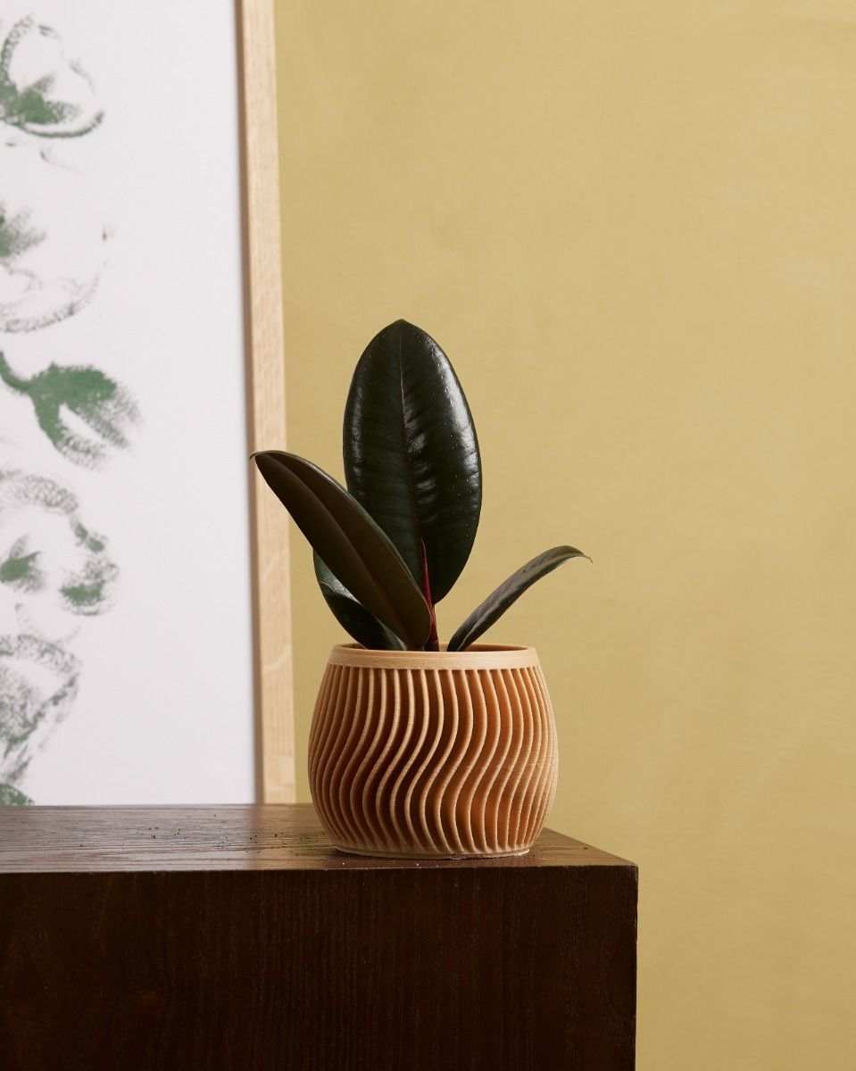 Baby Ficus Rubber tree plant Elastica Robusta