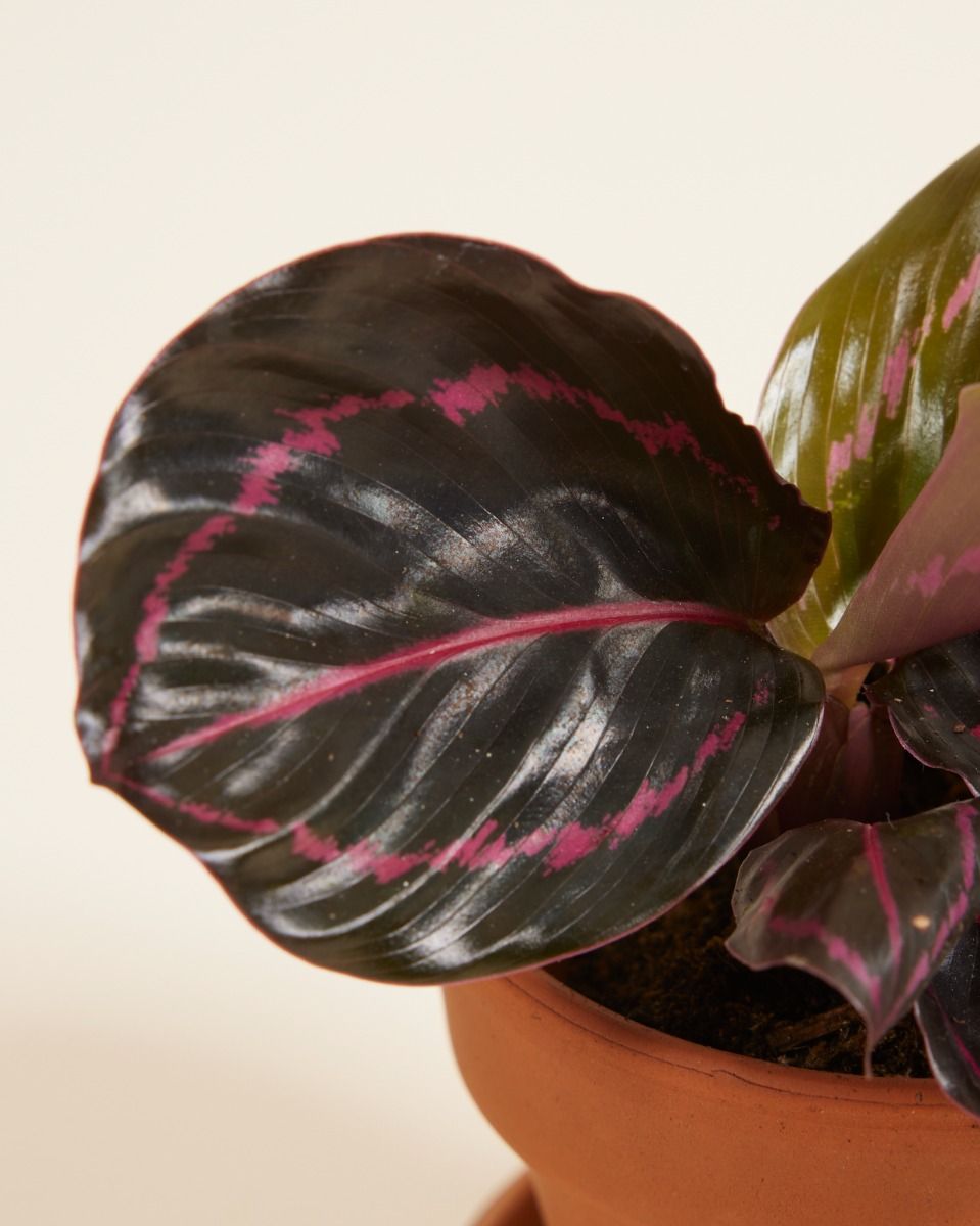 Baby Calathea Pfeilwurze Roseopicta Dottie