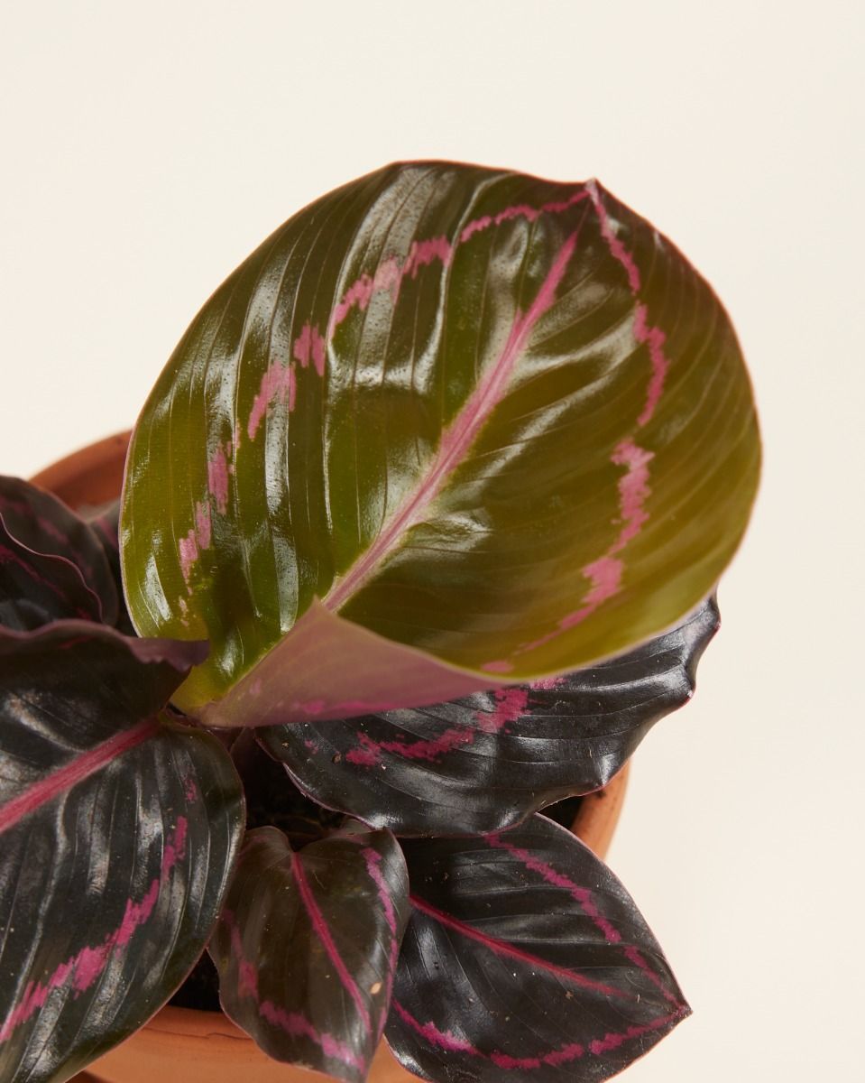 Baby Calathea Pfeilwurze Roseopicta Dottie
