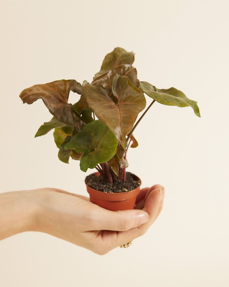 Bébé Syngonium Patte-d'oie Maria Allusion