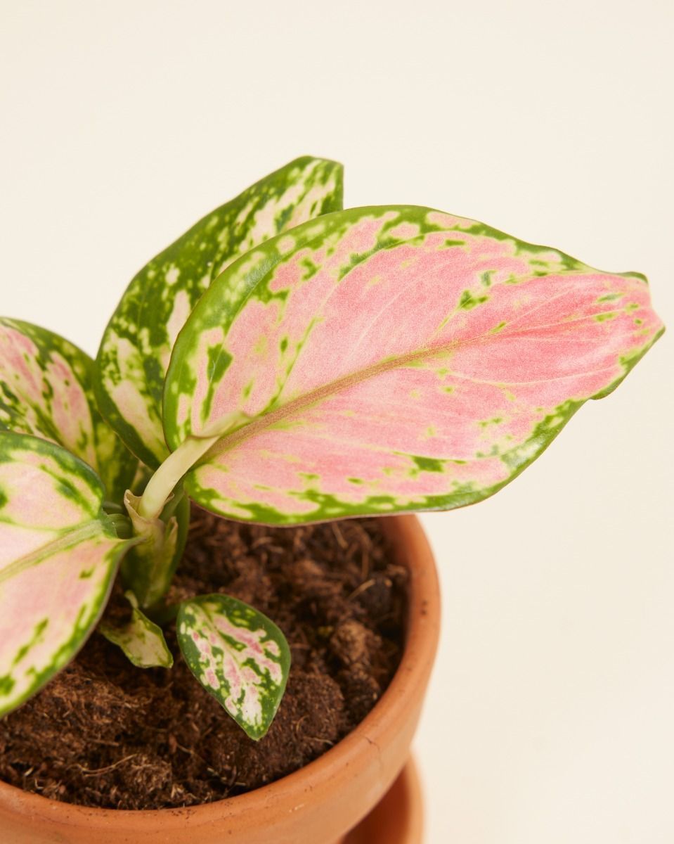 Baby Aglaonema Chinese Evergreen Red Valentine