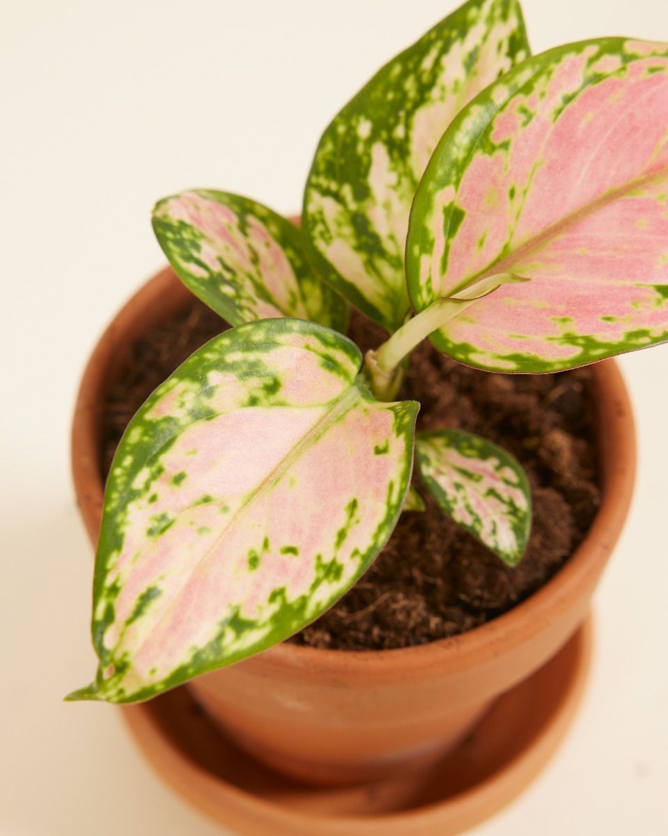 Baby Aglaonema Chinese Evergreen Red Valentine