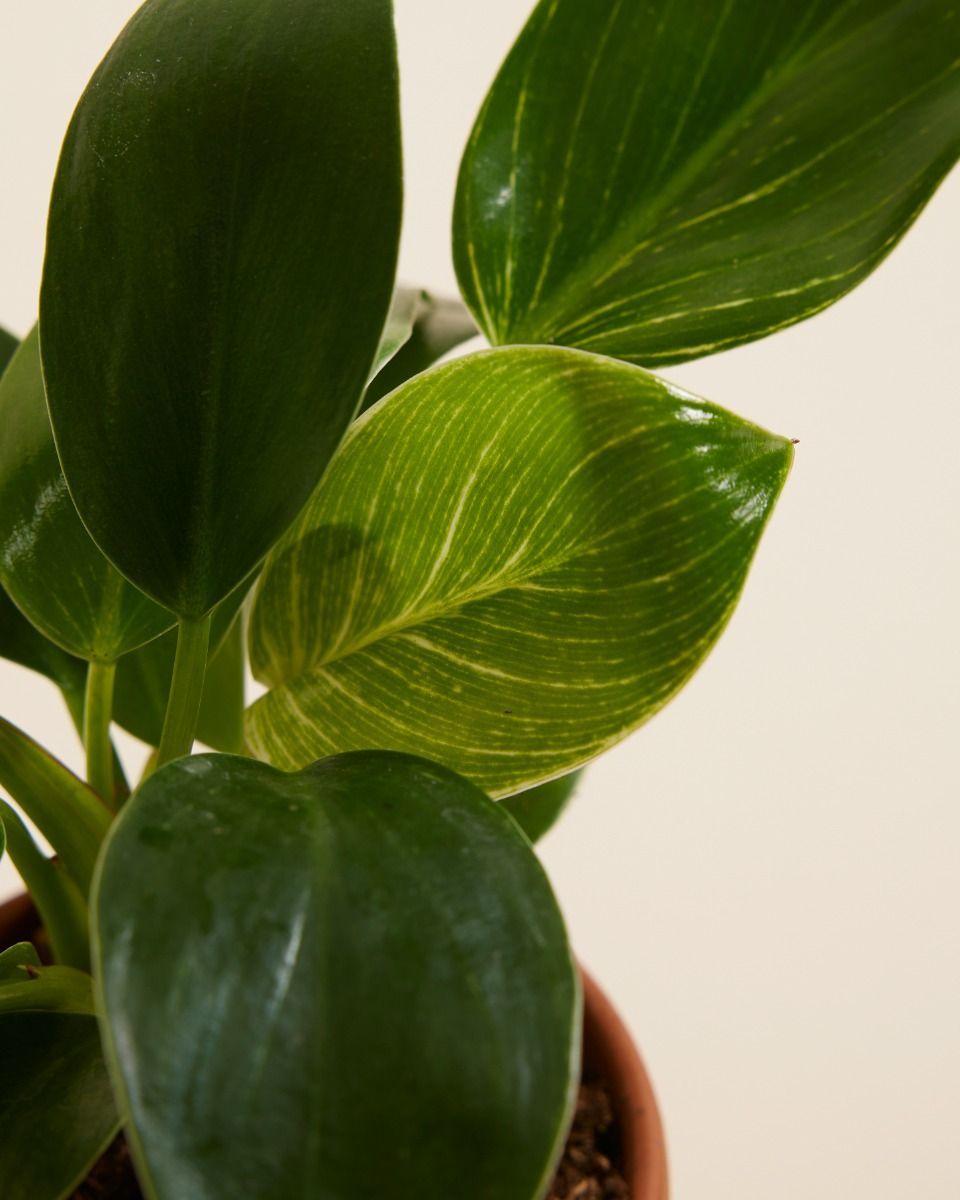 Baby Philodendron Filodendro Birkin