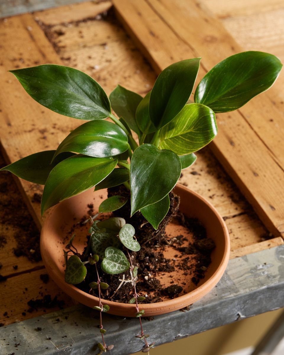 Baby Philodendron Filodendro Birkin
