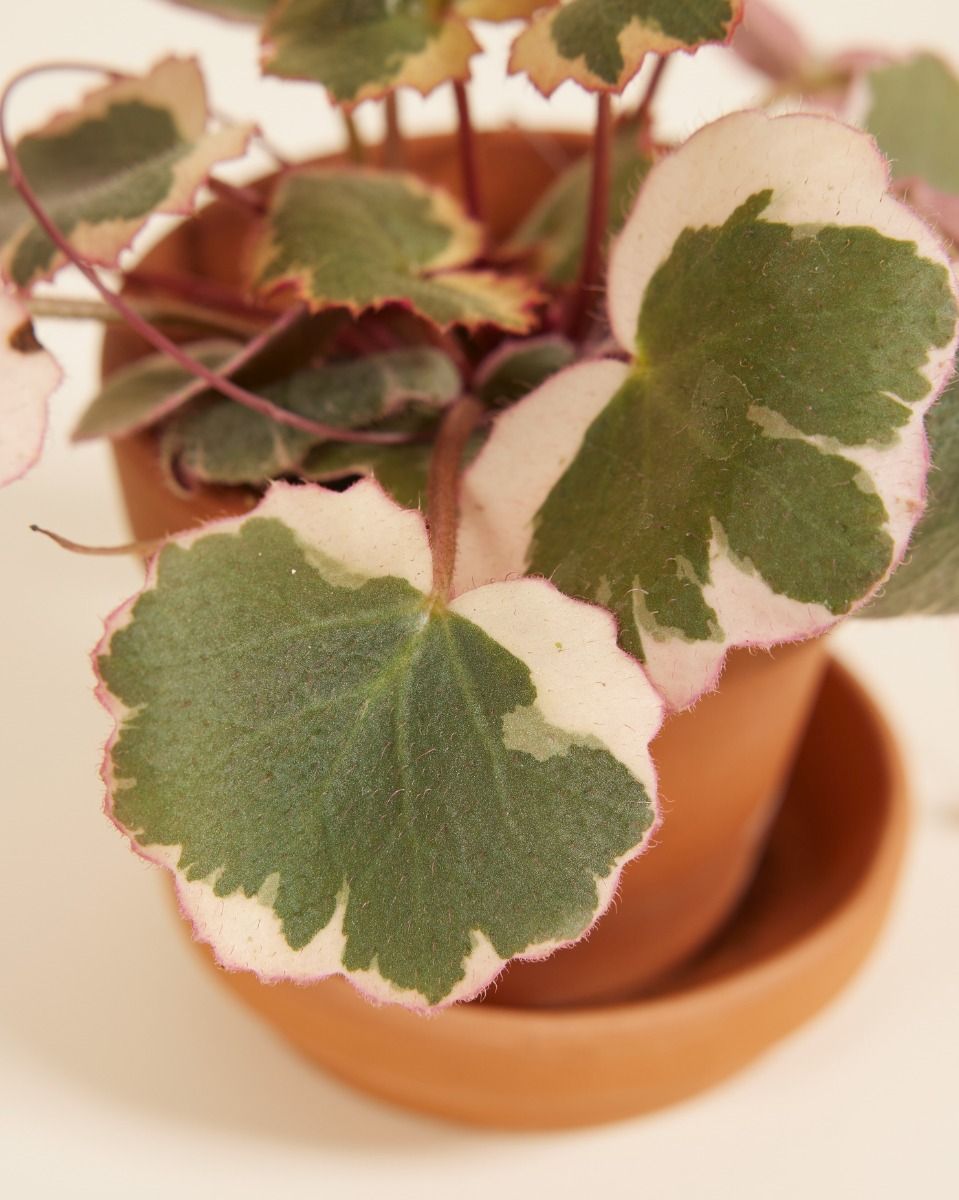 Baby Saxifraga Strawberry Saxifraga Tricolor