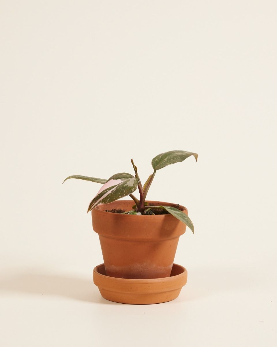 Baby Philodendron Baumfreund Pink Princess