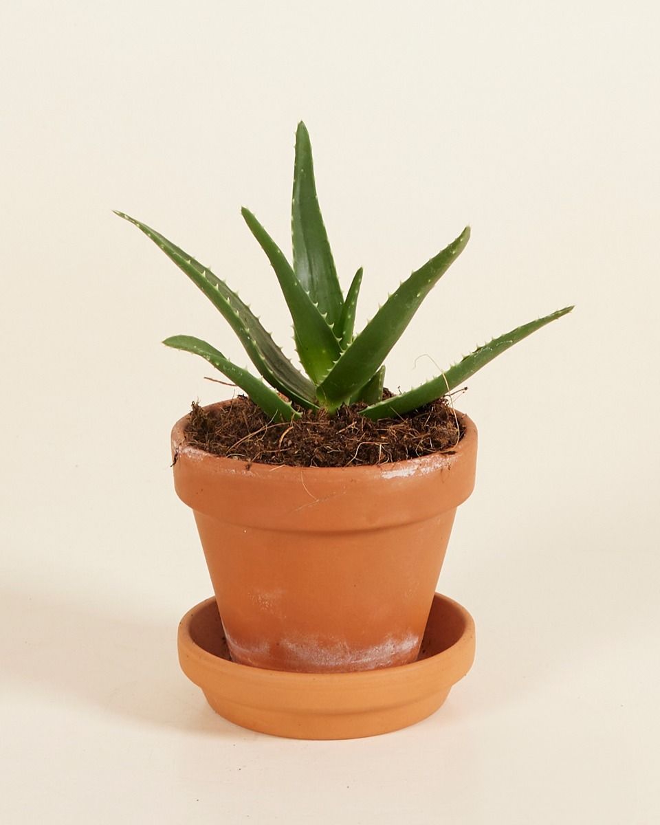 Baby Vera Wonderplant Aloë