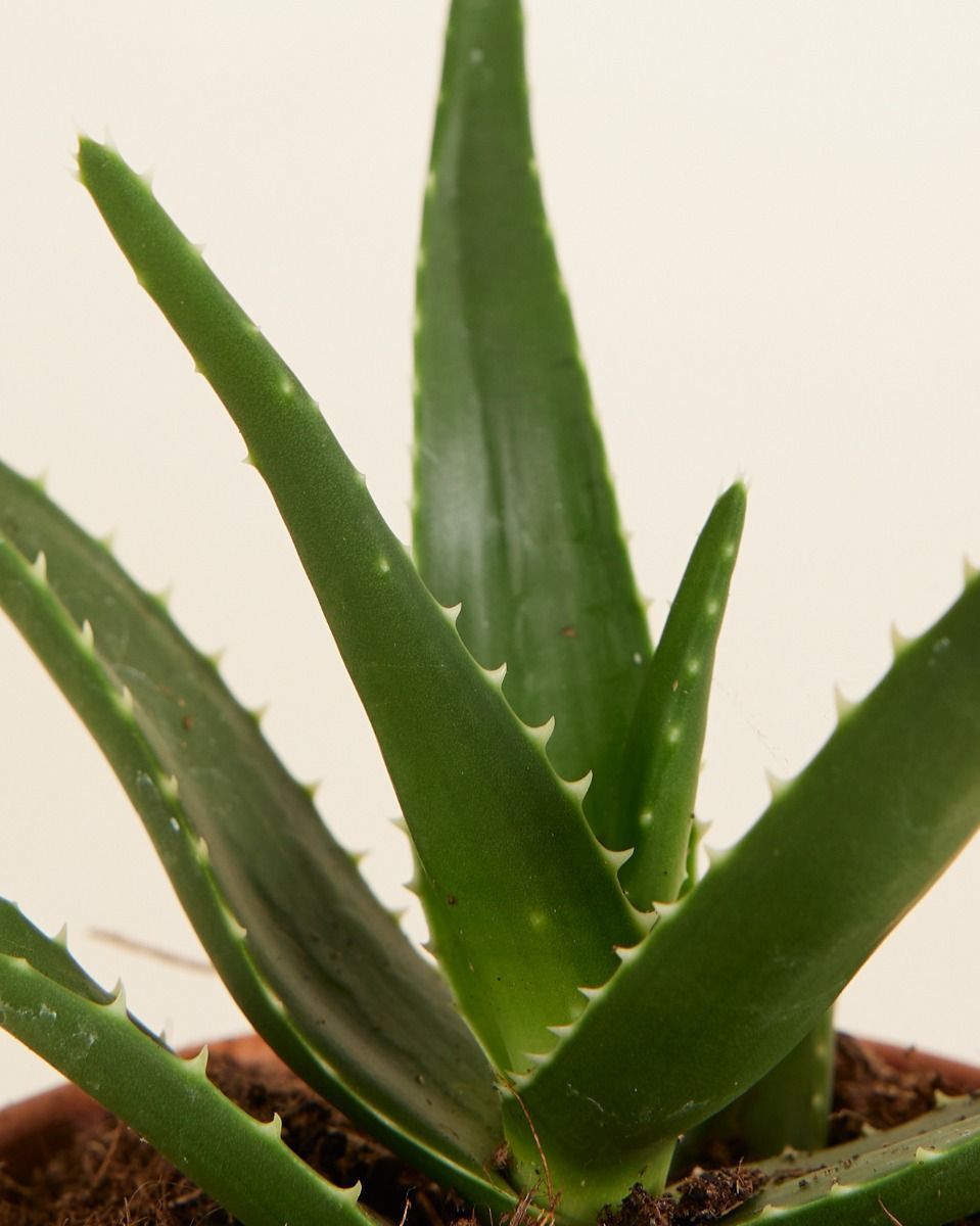 Baby Vera Wonderplant Aloë