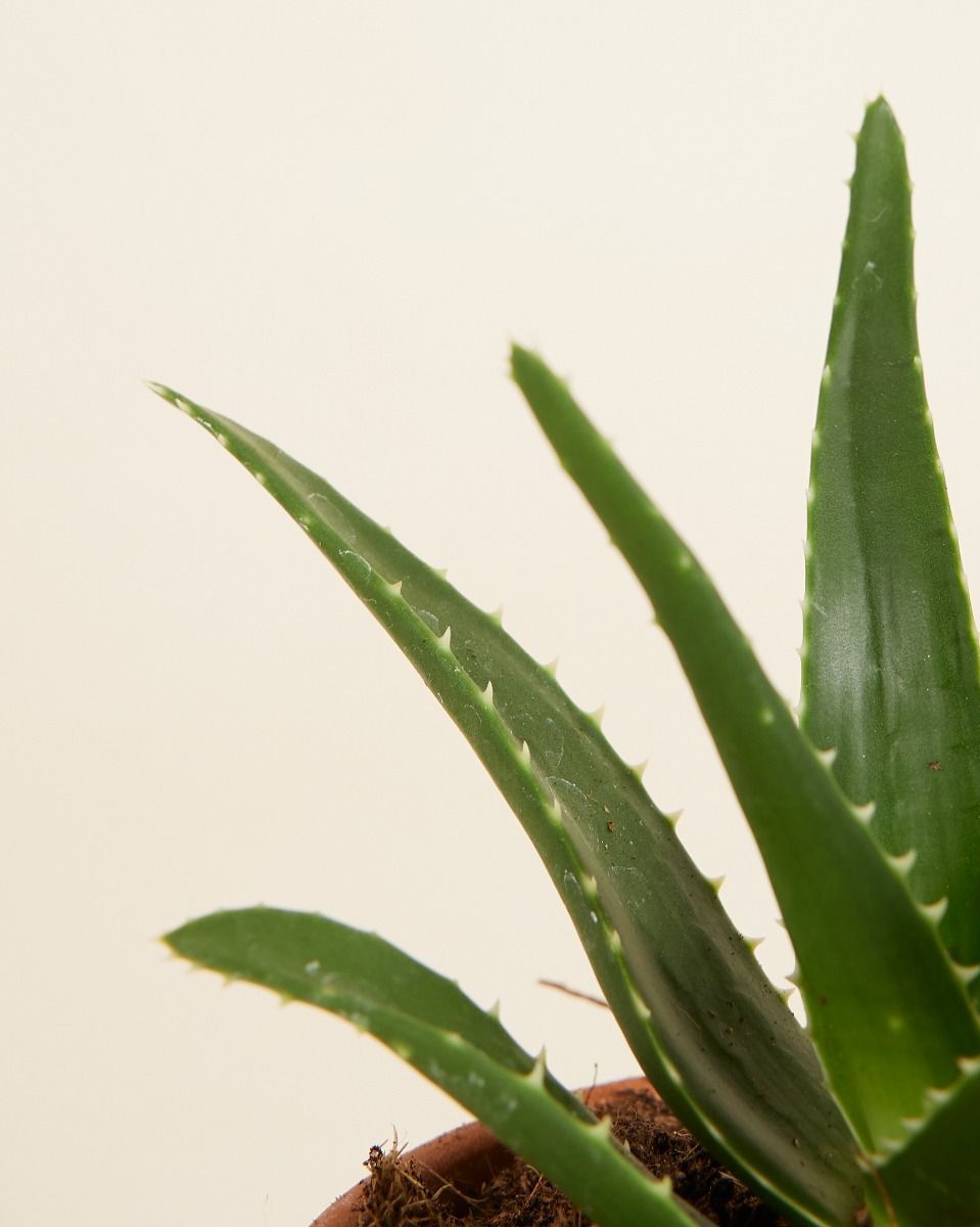 Baby Vera Wonderplant Aloë
