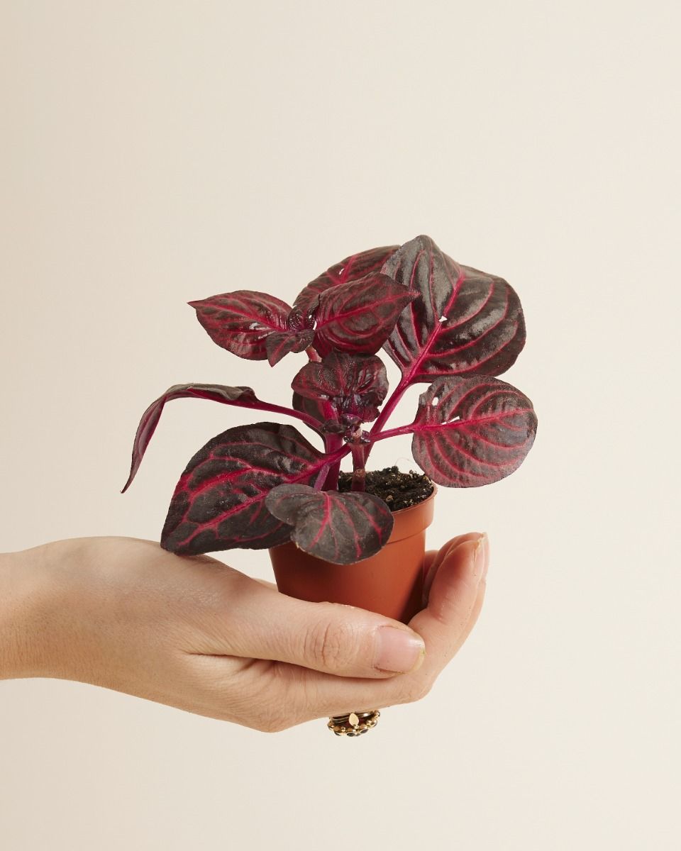 Bébé Herbstii Beefsteak plant Bloodleaf