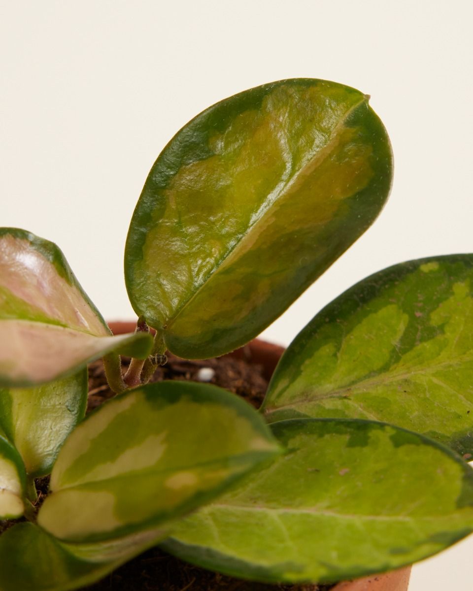 Baby Hoya Wax plant Australis Lisa